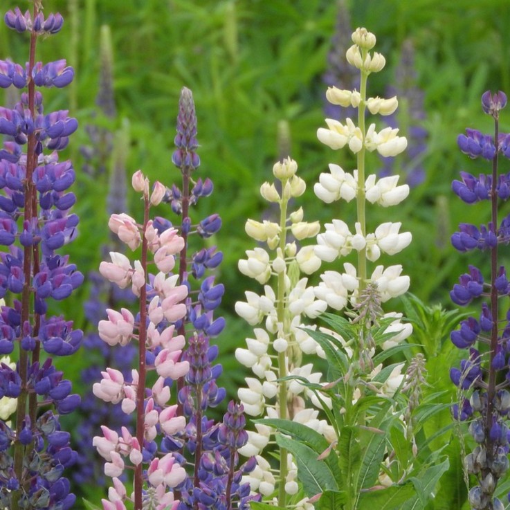 Lupin - Set de 20 - Lupinus - Rhizomes