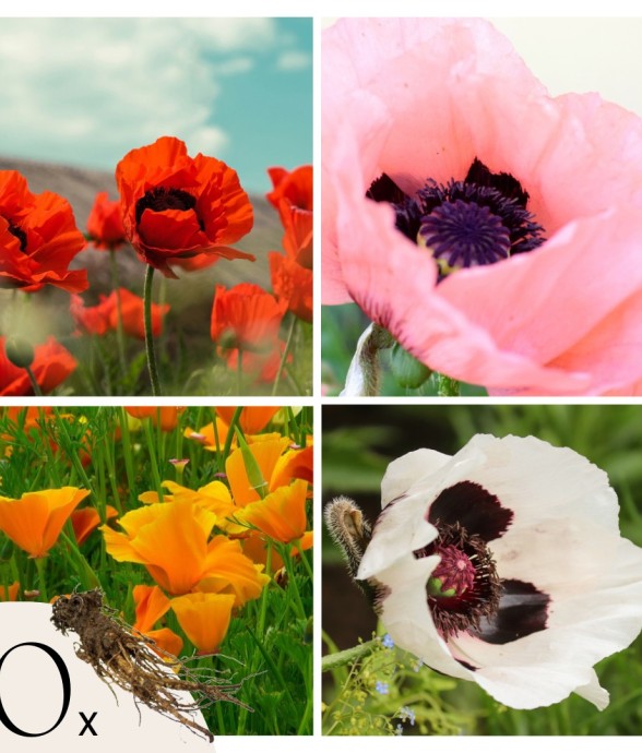 Coquelicot - Set de 10 -...