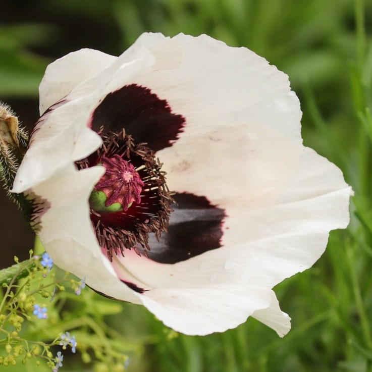 Coquelicot - Set de 10 - Papaver orientale - Rhizomes