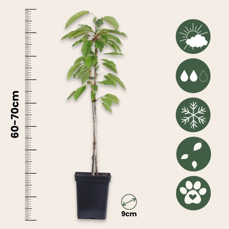 Arbres fruitiers -  x4 - Pommier, Cerisier, Poirier et Prunier - 60-70cm - ⌀9cm