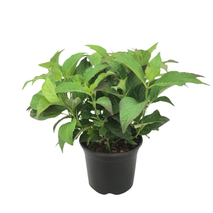 Hortensia - Hydrangea serrata 'Summerglow' - Hauteur 25-40cm - ⌀19cm