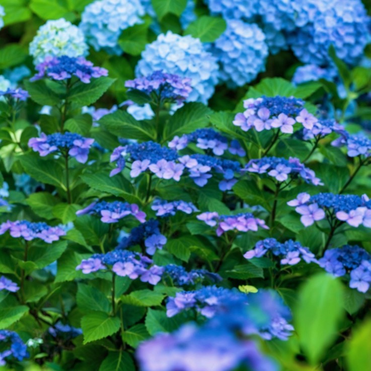 Hortensia - Hydrangea serrata 'Summerglow' - Hauteur 25-40cm - ⌀19cm