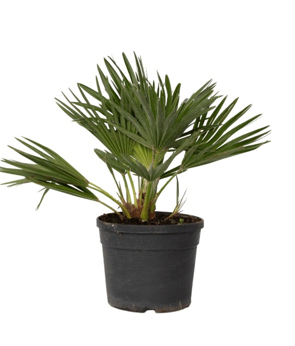 Palmier nain - Chamaerops...