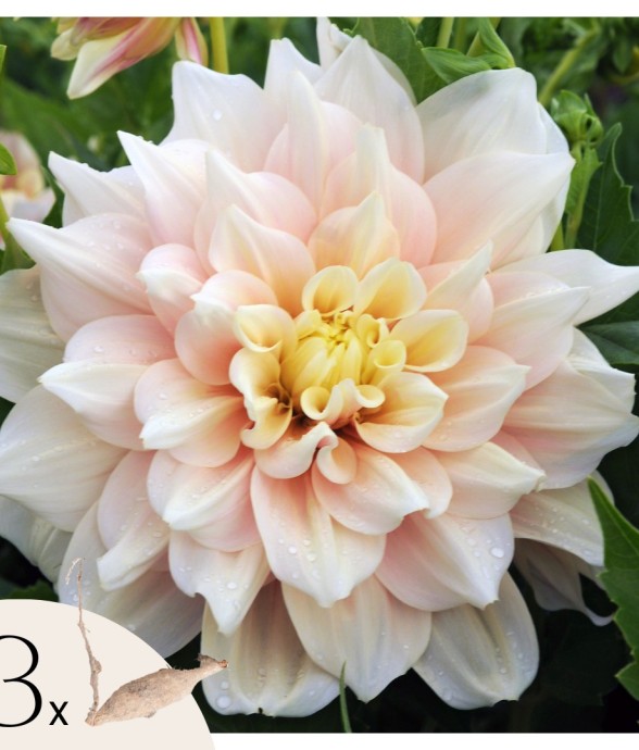 Dahlias - Set de 3 - Dahlia...