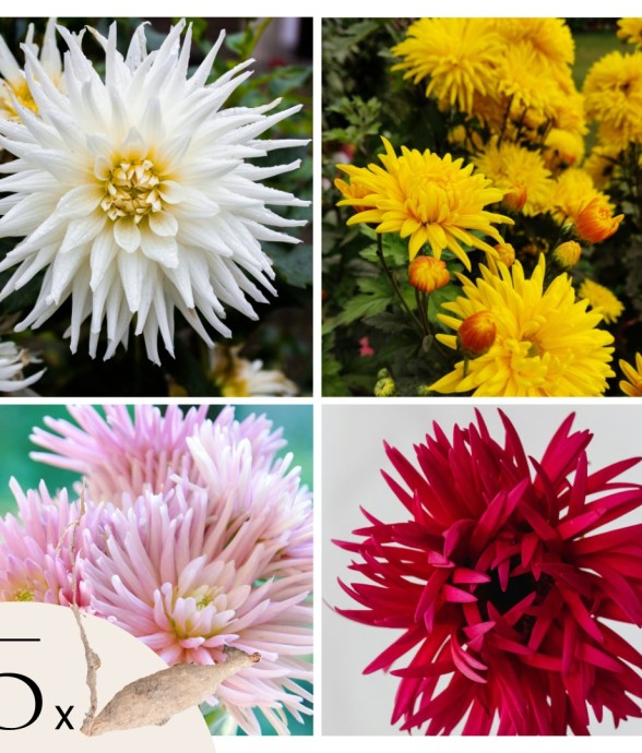 Dahlias - Set de 5 - Dahlia...
