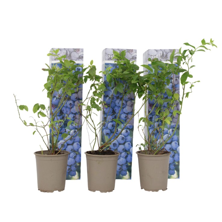 Myrtille - Set de 3 - Vaccinium corymbosum 'Sunshine Blue' - H25-40cm - ⌀9cm