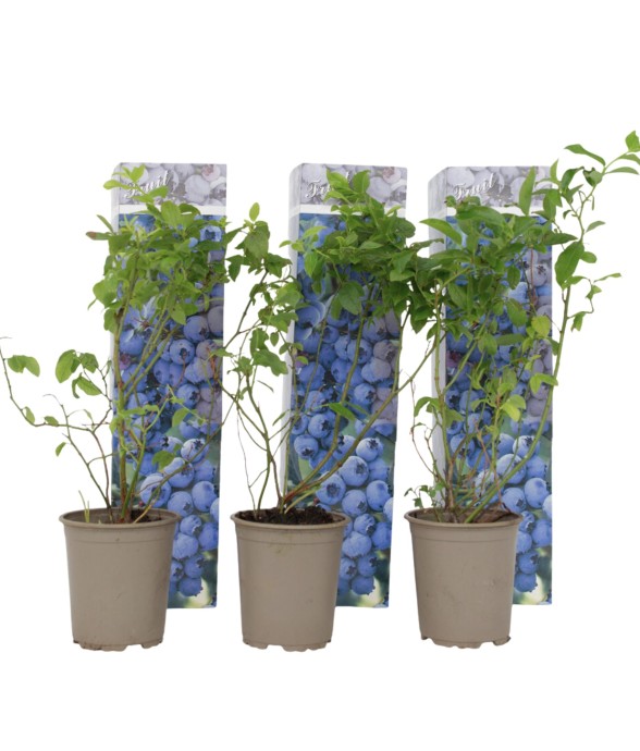 Myrtille - Set de 3 -...