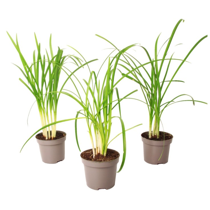 Tulbaghie - Set de 3 - Tulbaghia violacea - Hauteur 15-25cm - ⌀9cm