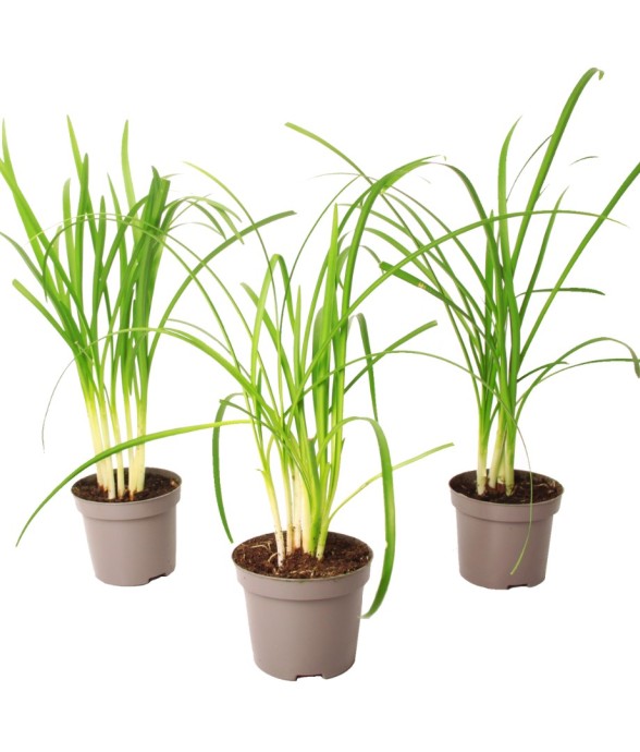 Tulbaghie - Set de 3 -...