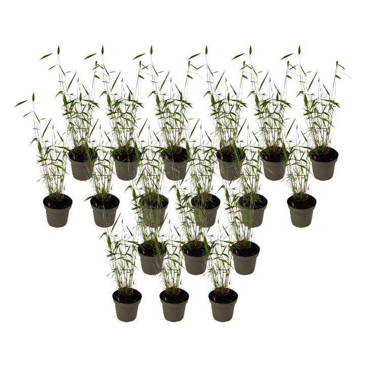 Bambou non-traçant - Set de 18 - Fargesia 'Blue Dragon - Hauteur 30-40cm - ⌀13cm