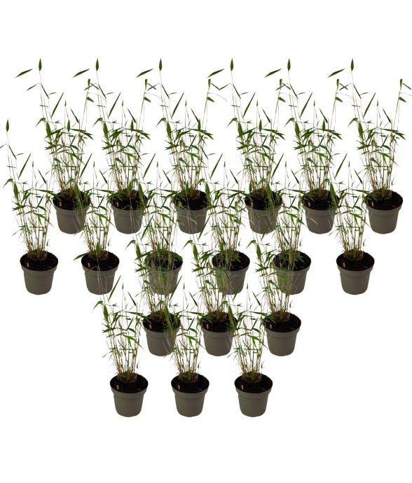 Bambou non-traçant - Set de...