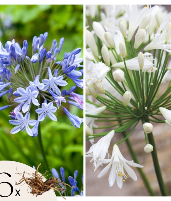 Fleur du Nil - Set de 6 -...