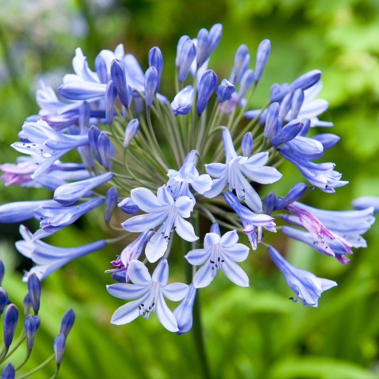 Fleur du Nil - Set de 6 - Agapanthus 'africanus', 'orientalis' - Rhizomes