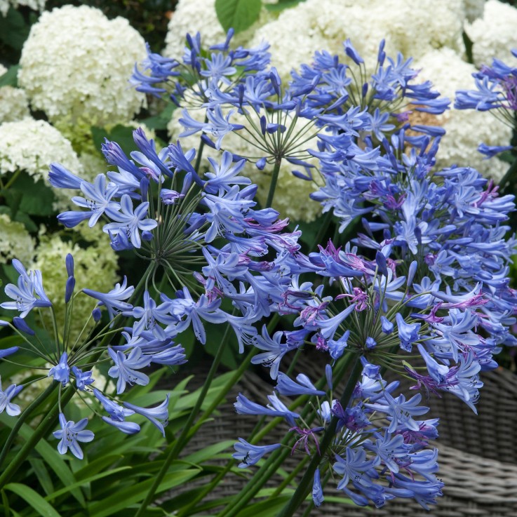 Fleur du Nil - Set de 6 - Agapanthus 'africanus', 'orientalis' - Rhizomes