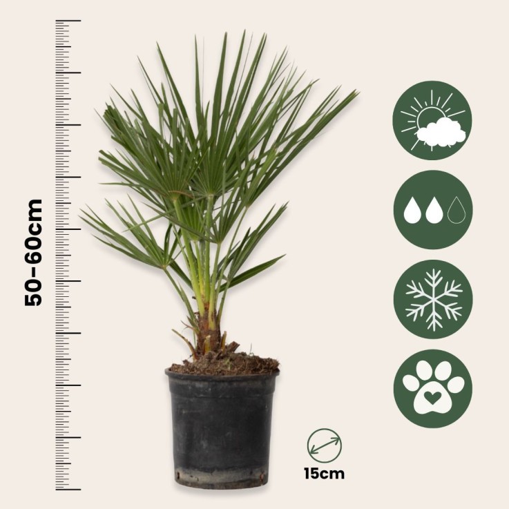 Palmier nain - Set de 2 - Chamaerops humilis - Hauteur 50-60cm - ⌀15cm