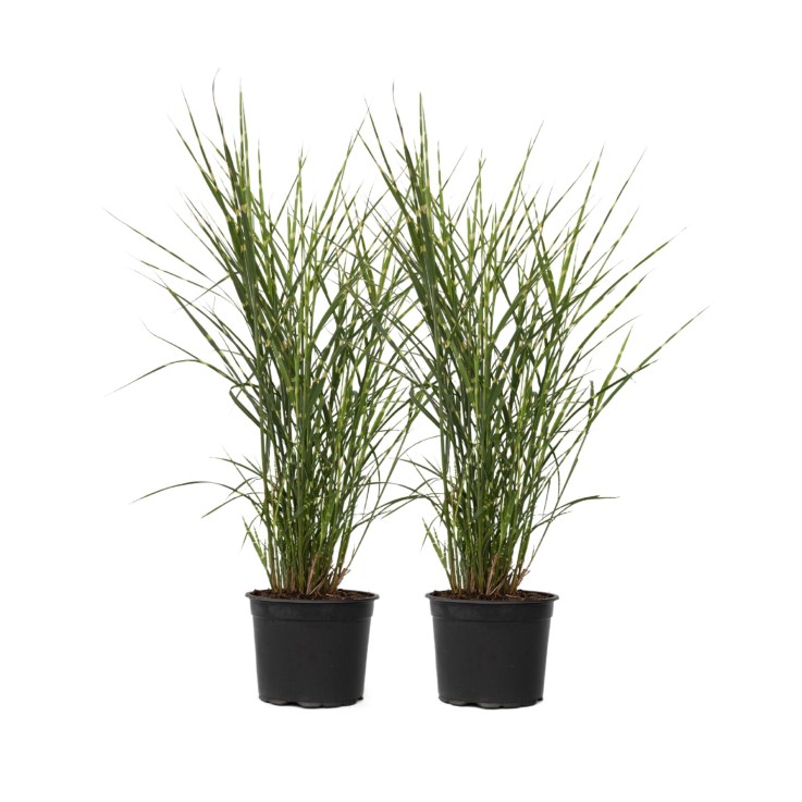 Roseau de Chine - Set de 2 - Miscanthus sinensis 'Zebrinus' - H20-30cm - ⌀23cm
