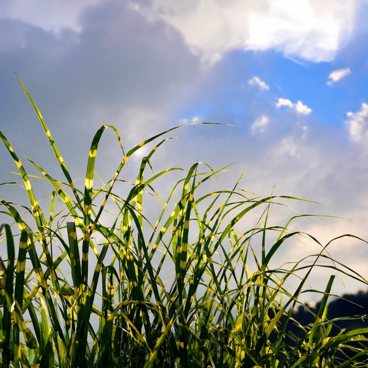 Roseau de Chine - Set de 2 - Miscanthus sinensis 'Zebrinus' - H20-30cm - ⌀23cm