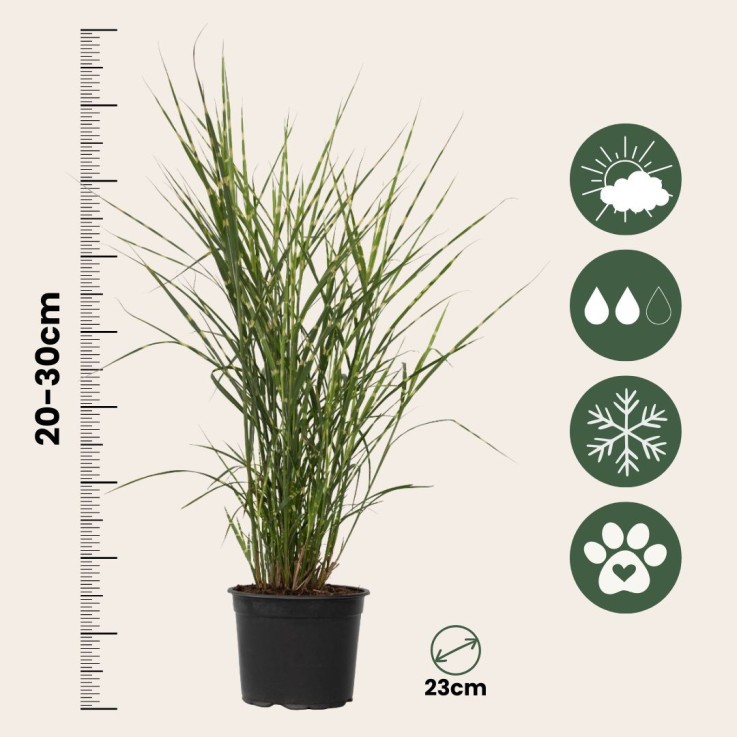 Roseau de Chine - Set de 2 - Miscanthus sinensis 'Zebrinus' - H20-30cm - ⌀23cm