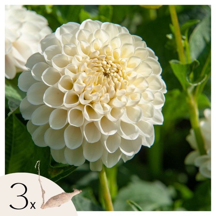 Dahlias - Set de 3 - Dahlia 'Boom Boom White' - Bulbes à fleurs - Blanc
