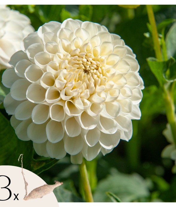 Dahlias - Set de 3 - Dahlia...