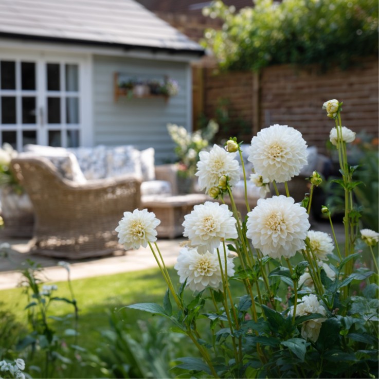 Dahlias - Set de 3 - Dahlia 'Boom Boom White' - Bulbes à fleurs - Blanc