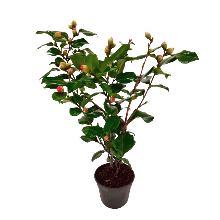 Camélia - Camellia japonica 'Dr. King' - Hauteur 50-60cm - ⌀15cm