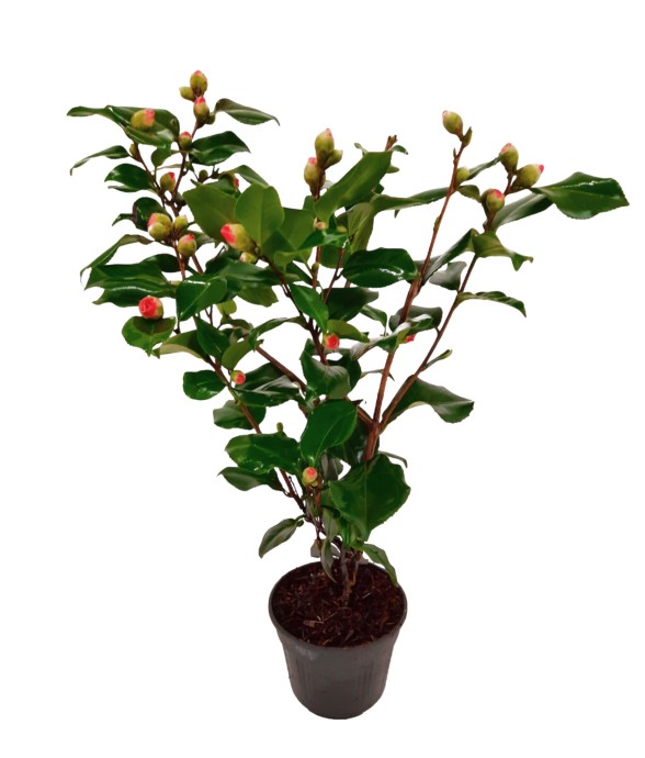 Camélia - Camellia japonica...