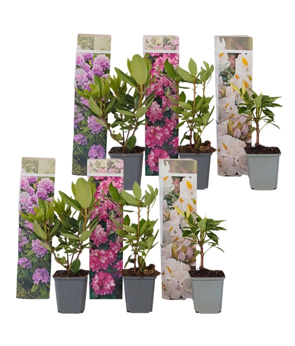 Buisson à fleurs - Set de 6...