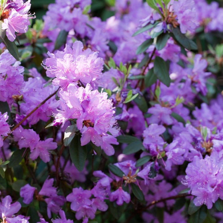 Buisson à fleurs - Set de 6 - Rhododendron catawbiense - Hauteur 25-40cm - ⌀9cm
