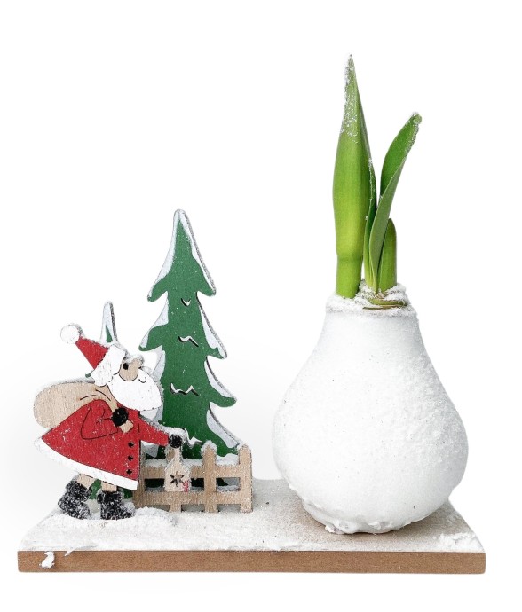 Amaryllis - Hippeastrum...