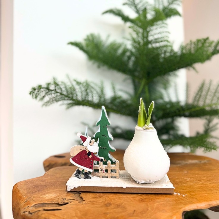 Amaryllis - Hippeastrum 'Pays des Merveilles Père Noël'