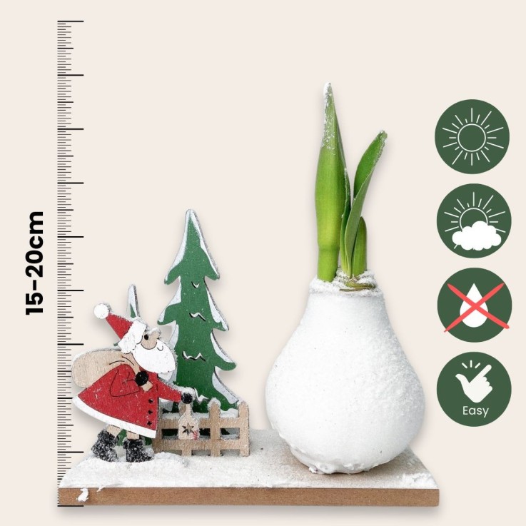 Amaryllis - Hippeastrum 'Pays des Merveilles Père Noël'