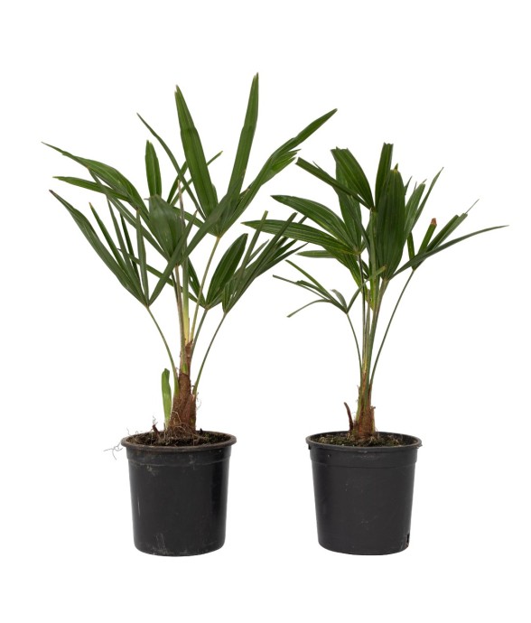 Palmier de Chine - Set de 2...