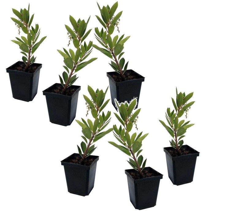 Fruits de l'arbousier - Set de 6 - Arbutus 'Unedo' - Hauteur 25-40cm - ⌀9cm