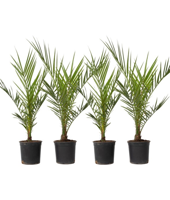 Palmier Dattier des...