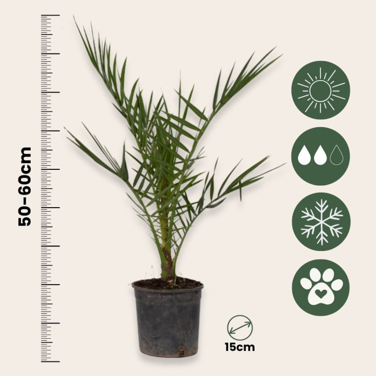 Palmier Dattier des Canaries - Set de 4 - Phoenix canariensis - H50-60cm - ⌀15cm