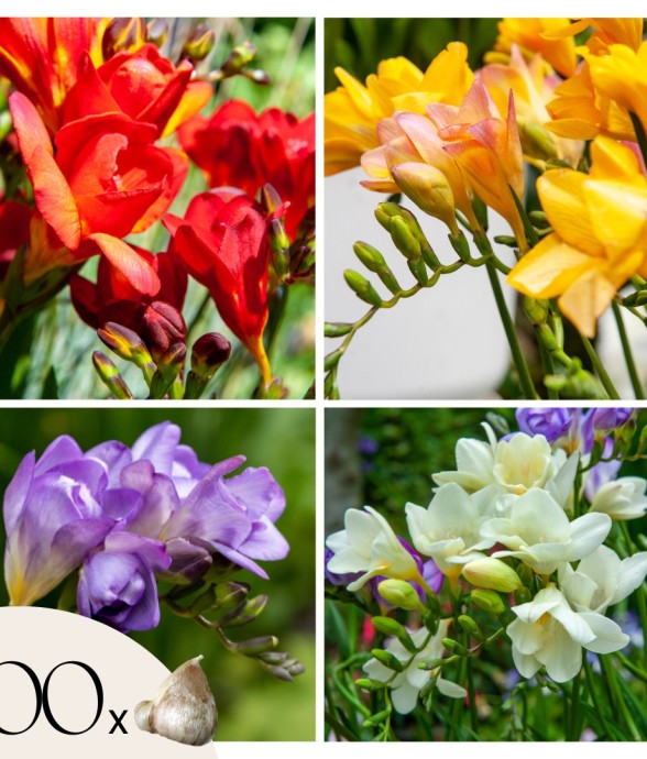 Freesia parfumée - Set de...