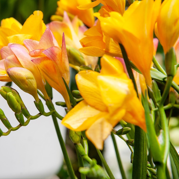 Freesia parfumée - Set de 100 - Freesia Mix - Bulbes à fleurs