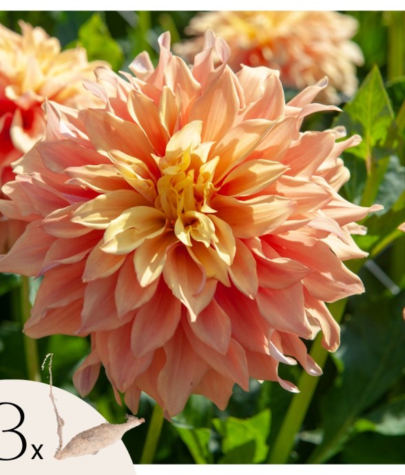 Dahlias - Set de 3 - Dahlia...