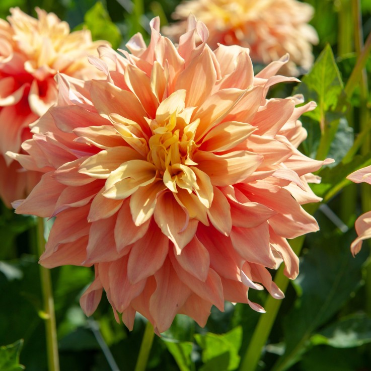 Dahlias - Set de 3 - Dahlia 'Tyrell' - Bulbes à fleurs - Groen