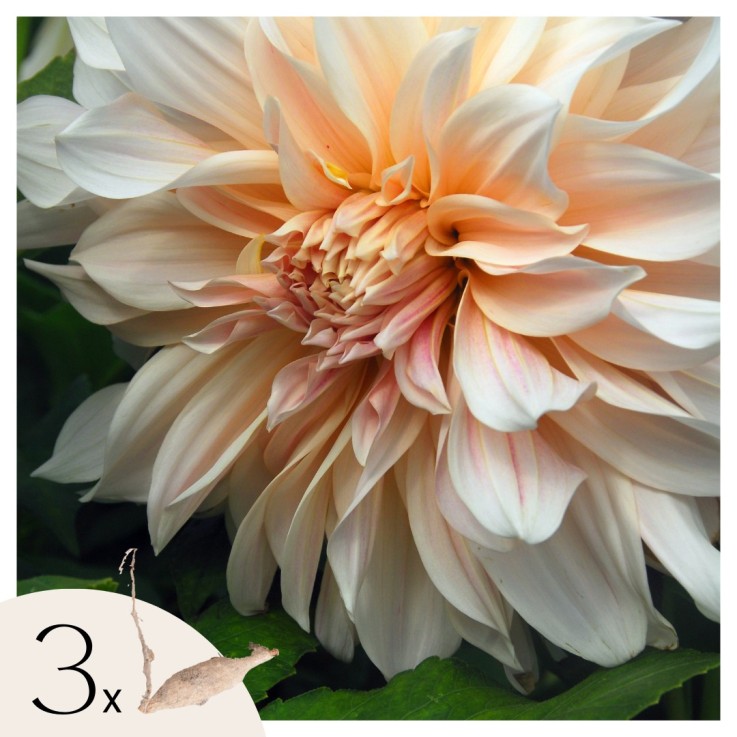 Dahlias - Set de 3 - Dahlia 'Café au Lait' - Bulbes à fleurs