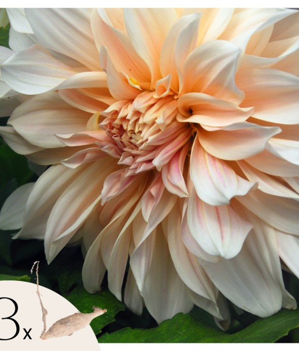 Dahlias - Set de 3 - Dahlia...