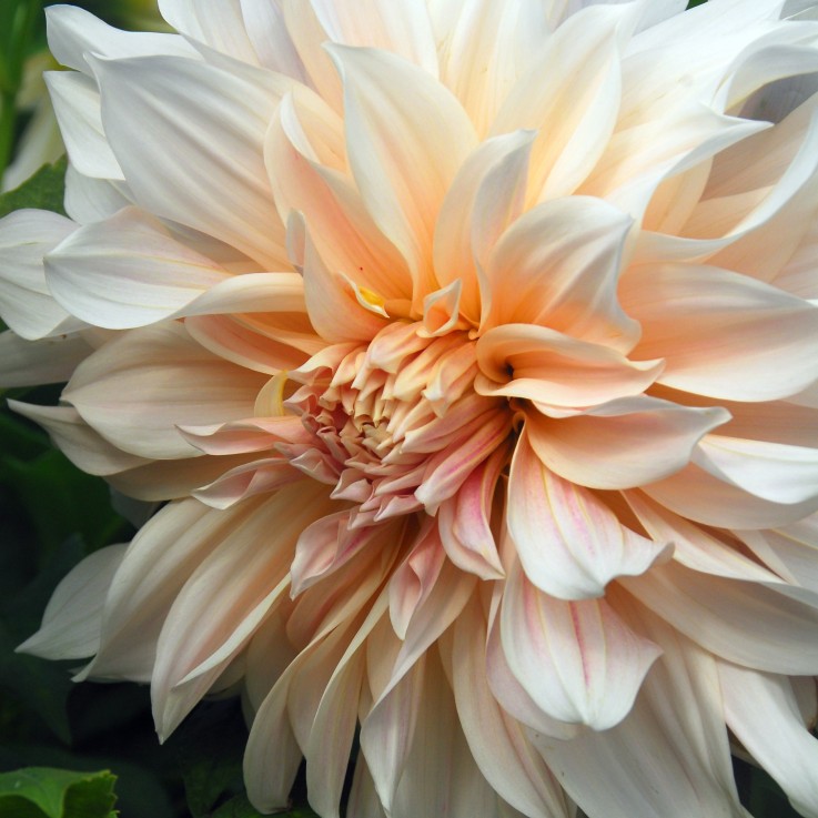 Dahlias - Set de 3 - Dahlia 'Café au Lait' - Bulbes à fleurs
