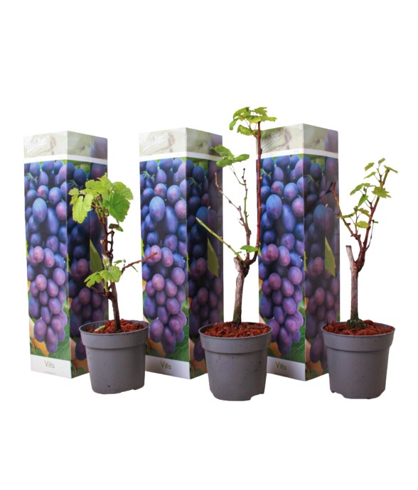 Vigne à raisin - Set de 3 -...