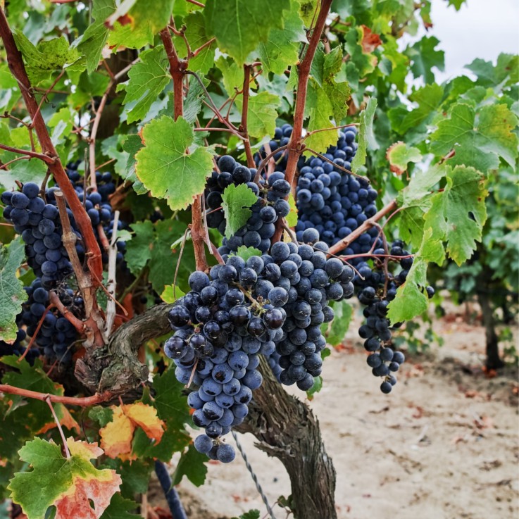 Vigne à raisin - Set de 3 - Vitis vinifera 'Cabernet franc' - H25-40cm - ⌀9cm