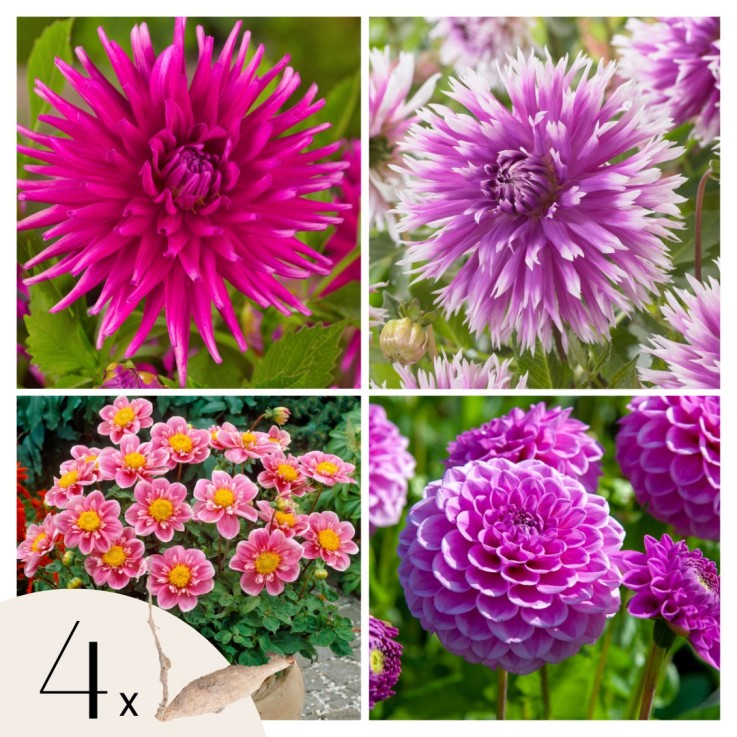 Dahlias - Set de 4 - Dahlia 'Purple Love' - Bulbes à fleurs - Violet