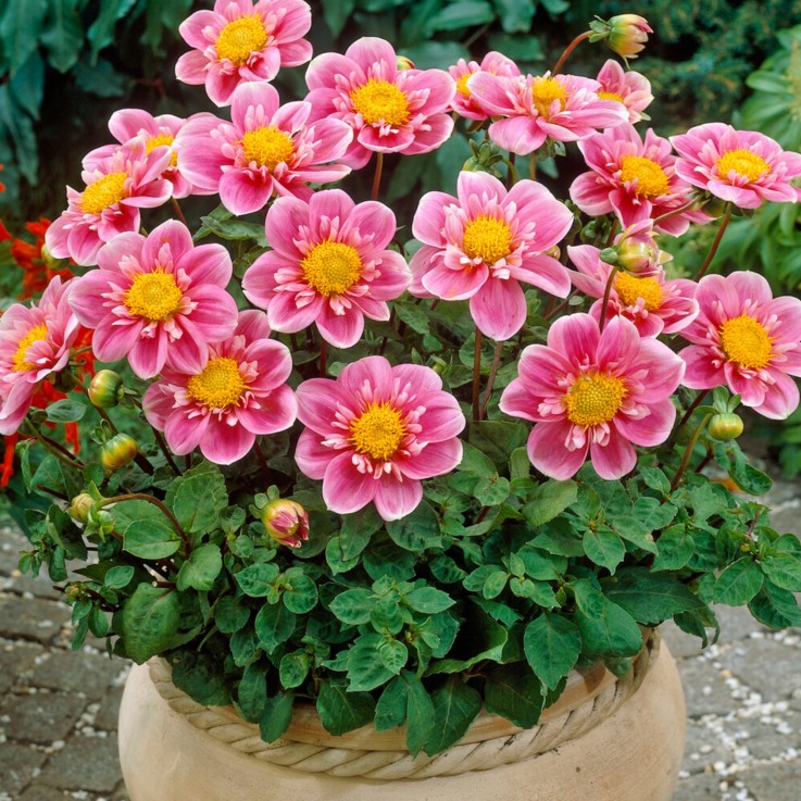 Dahlias - Set de 4 - Dahlia 'Purple Love' - Bulbes à fleurs - Violet