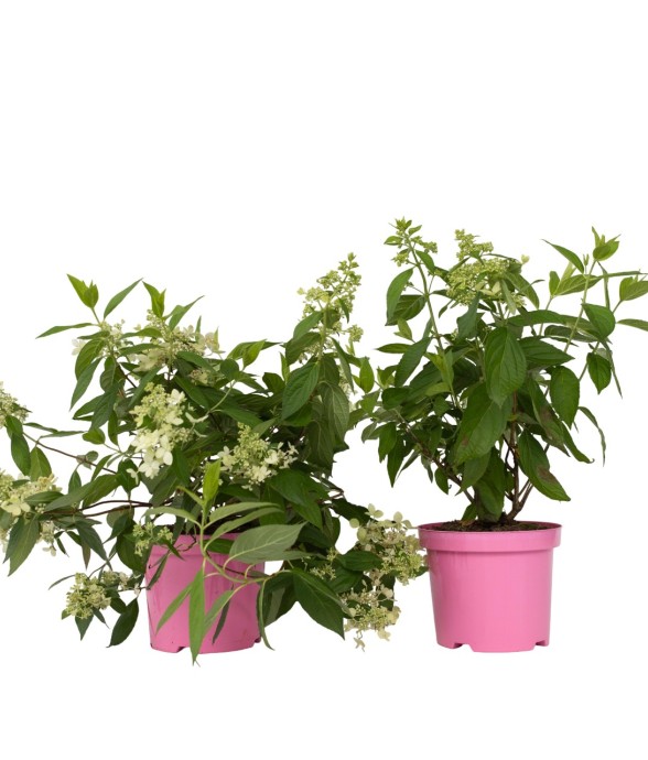 Hortensia - Set de 2 -...