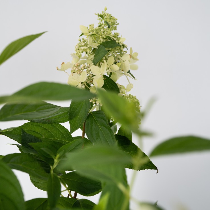 Hortensia - Set de 2 - Hydrangea paniculata 'Confetti' - Hauteur 25-40cm - ⌀19cm