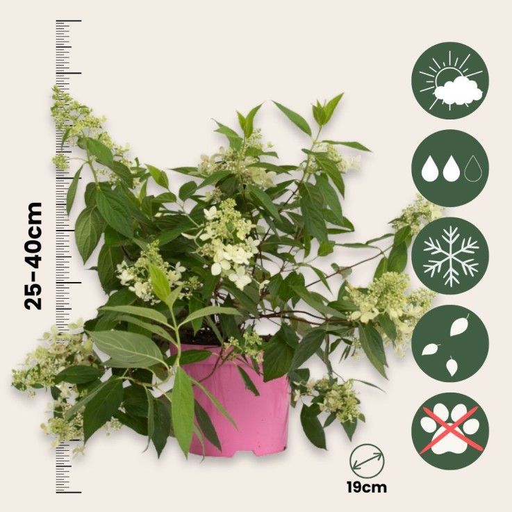 Hortensia - Set de 2 - Hydrangea paniculata 'Confetti' - Hauteur 25-40cm - ⌀19cm